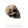 V2 - Figura - Lapillus Worry Skull