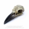 Reliquary Raven Skull